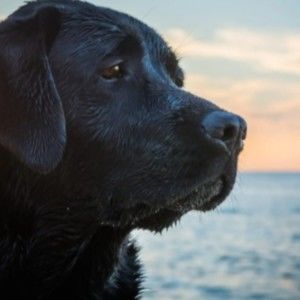 Meet your Posher, Izzy